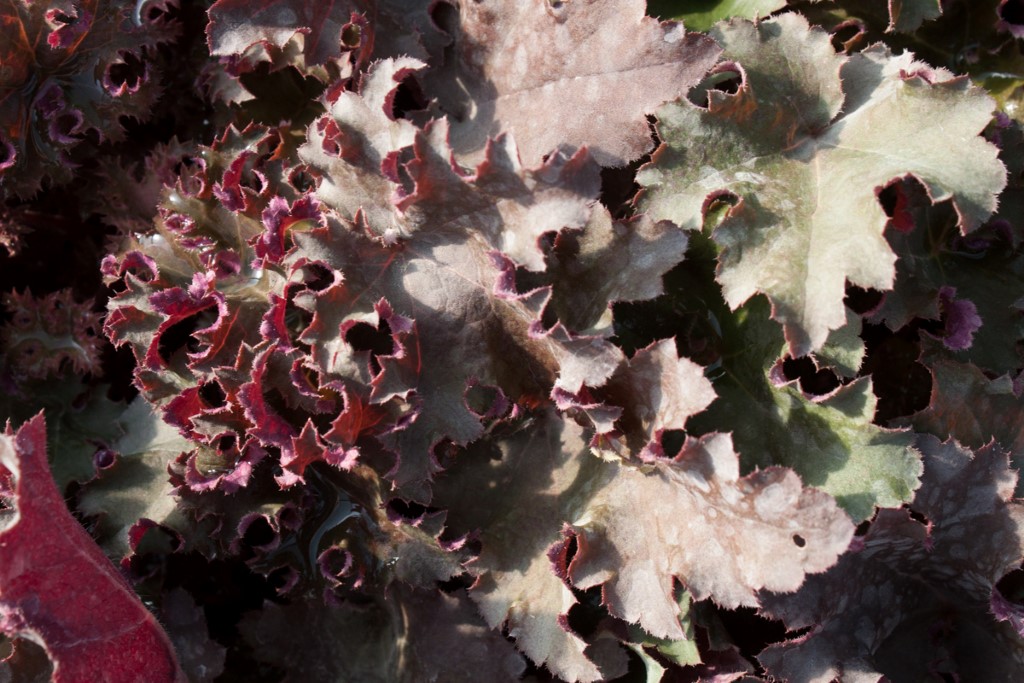 Purpurglöckchen, Heuchera micrantha Purple Petticoats