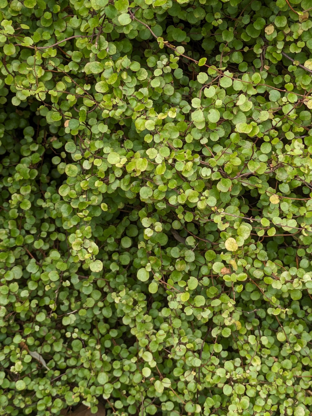 MuehlenbeckiabtstJqjwJFQRS Mühlenbeckie, Muehlenbeckia complexa