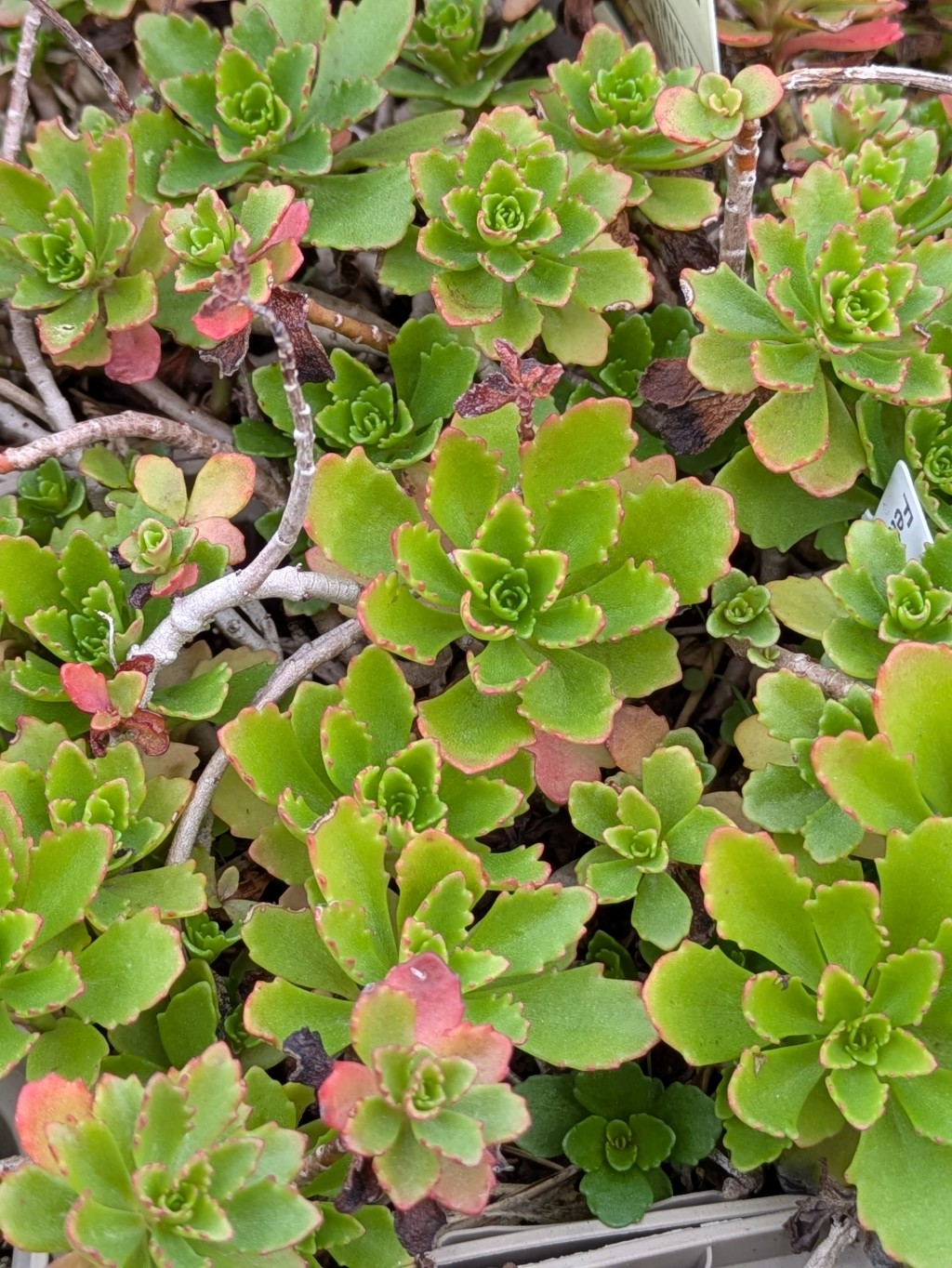 Immergrünchen, Sedum hybridum