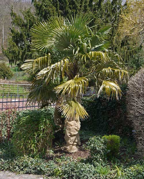 trachycarpus-fortunei-hanfpalme-bambuswald Winterharte Hanfpalme, Trachycarpus fortunei
