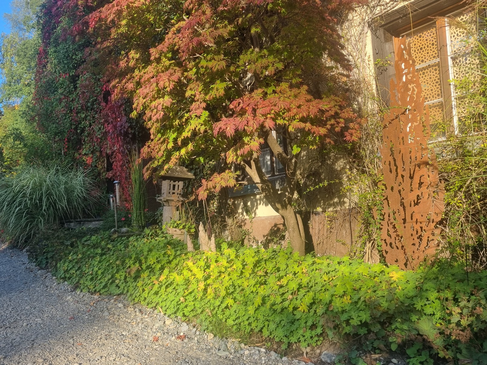 Ahorn2 Japanischer Fächerahorn - Acer palmatum