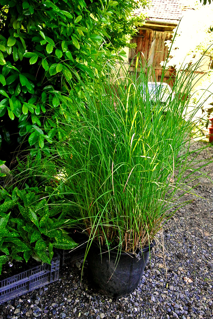 miscnathus-sin-gracilimus Chinaschilf Eulalia, Miscanthus sinensis gracillimus