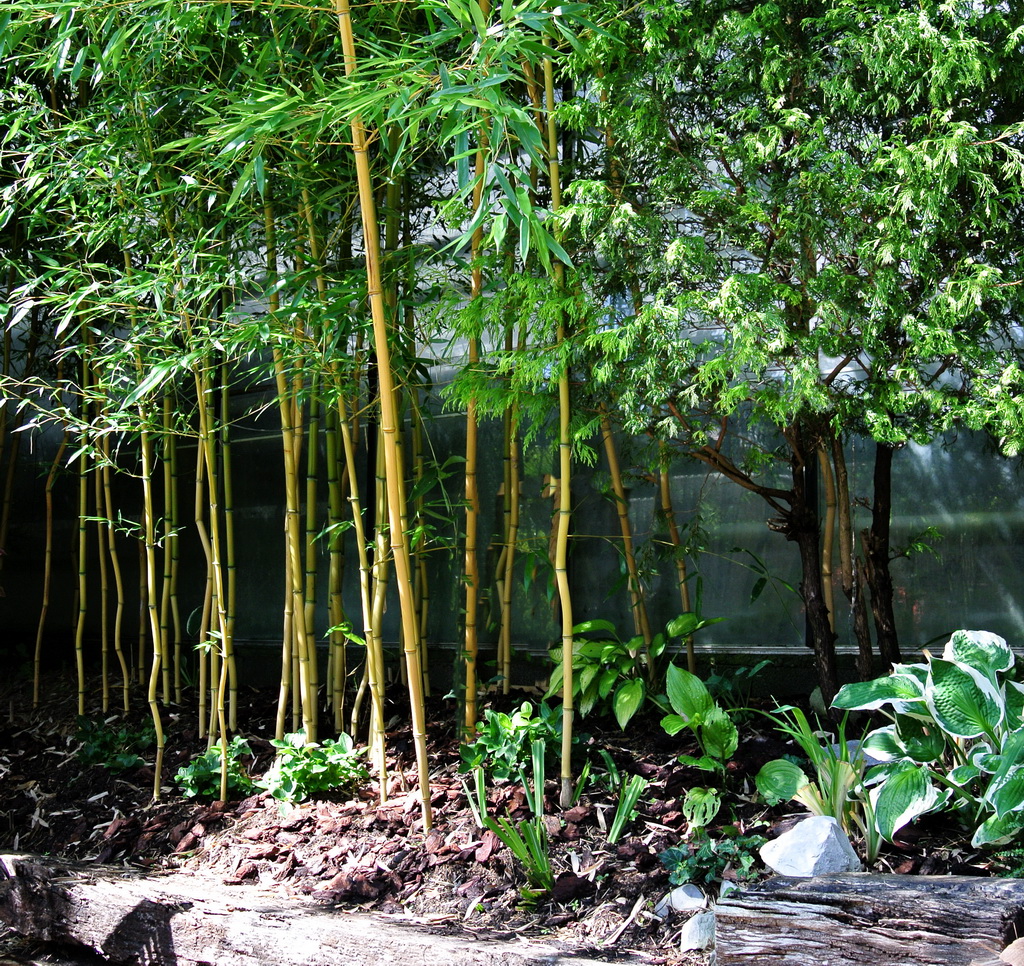 aureosulcata-aureocaulis Goldener Peking Bambus, Phyllostachys aureosulcata Aureocaulis