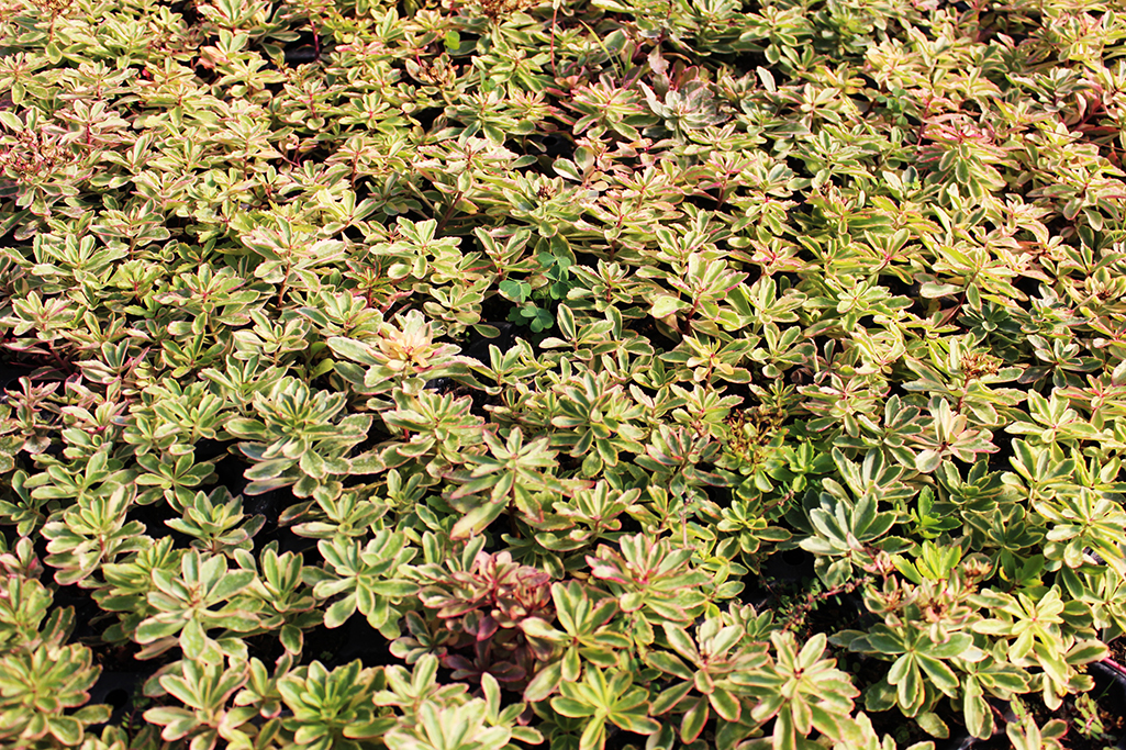 Kamtschatka-Sedum, Sedum kamtschaticum