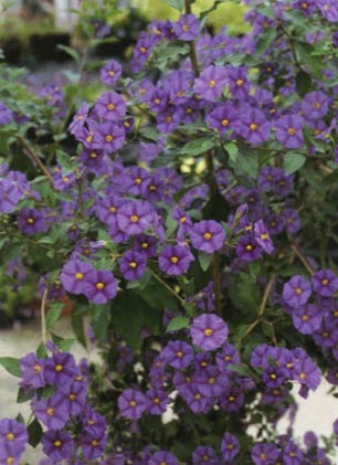 solanum_rantonetti Solanum rantonnetii - Enzianstrauch