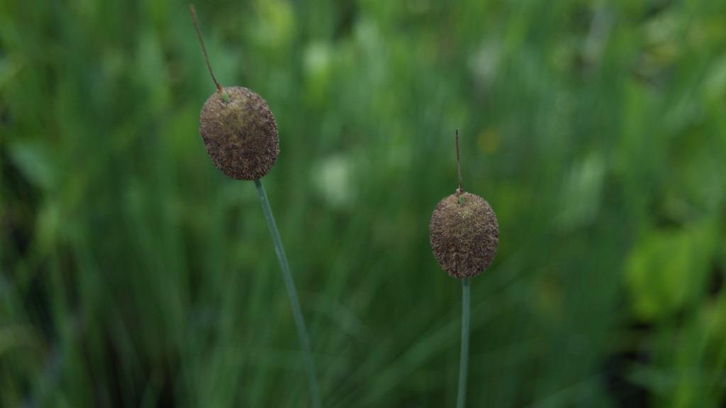 typa-minima-zwergrohrkolben Thypa minima, Kleiner Rohrkolben
