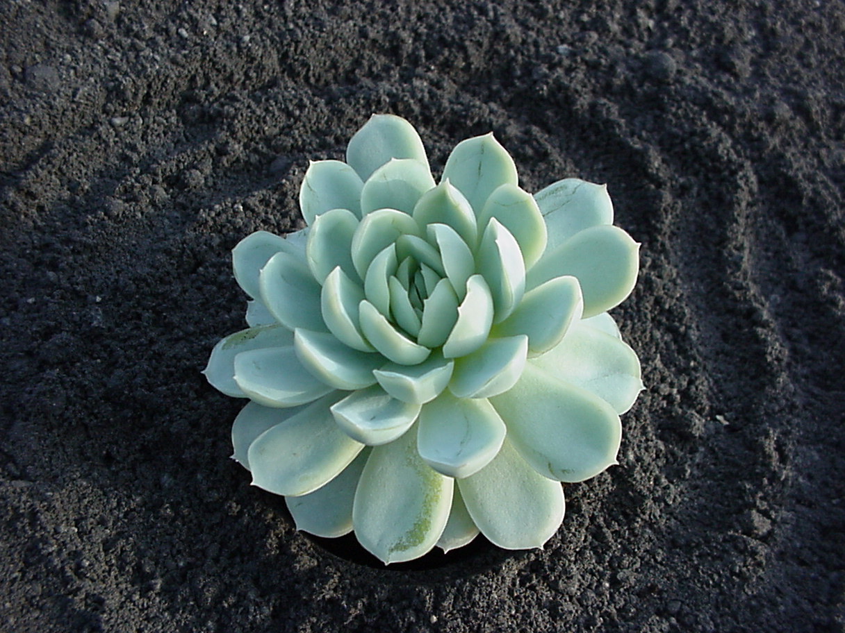 e-pumilaglauca Echeveria, Fettblattrosette in 2 Sorten