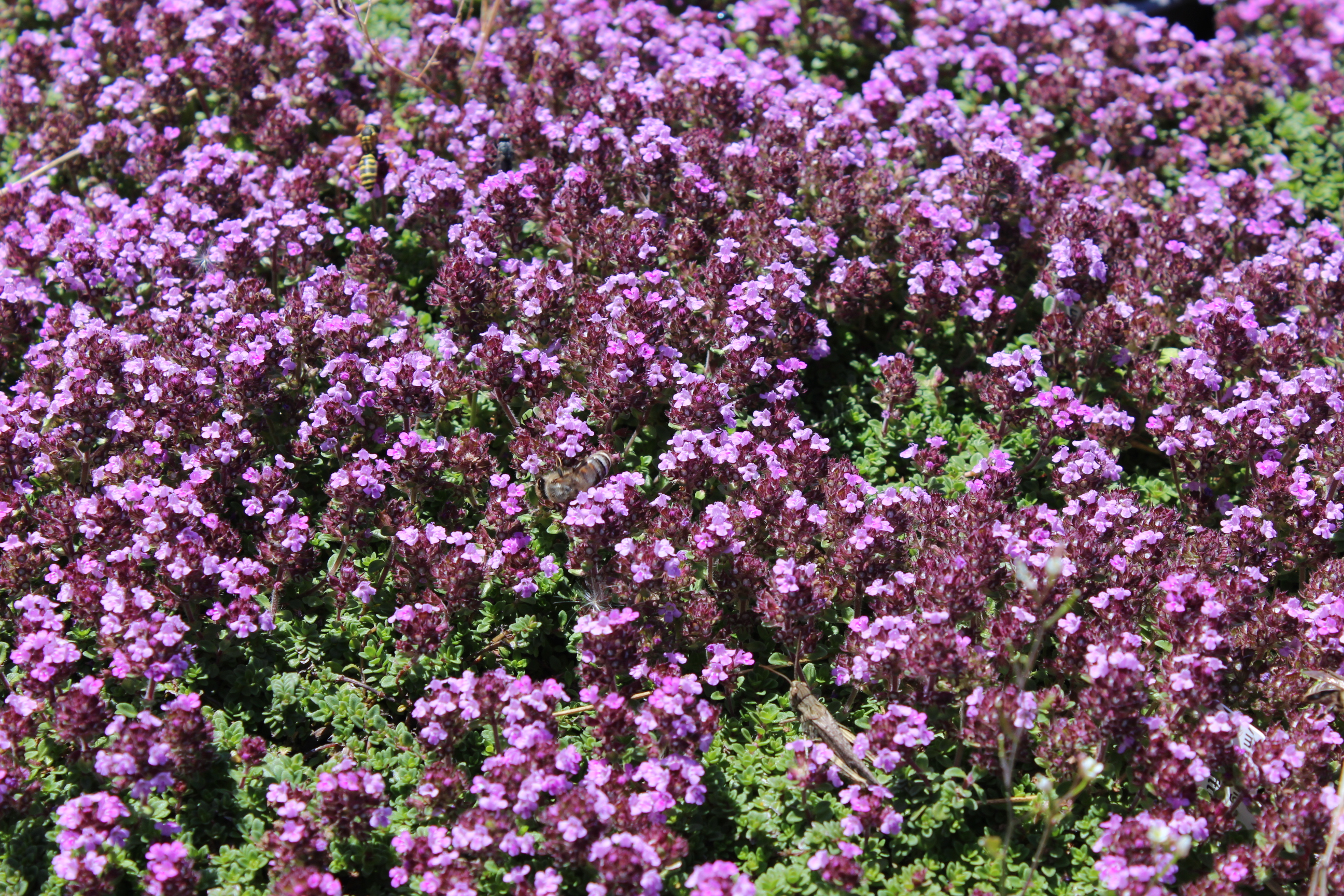 Rosenthymian, Thymus vulgaris  `Caborn Wine & Roses`