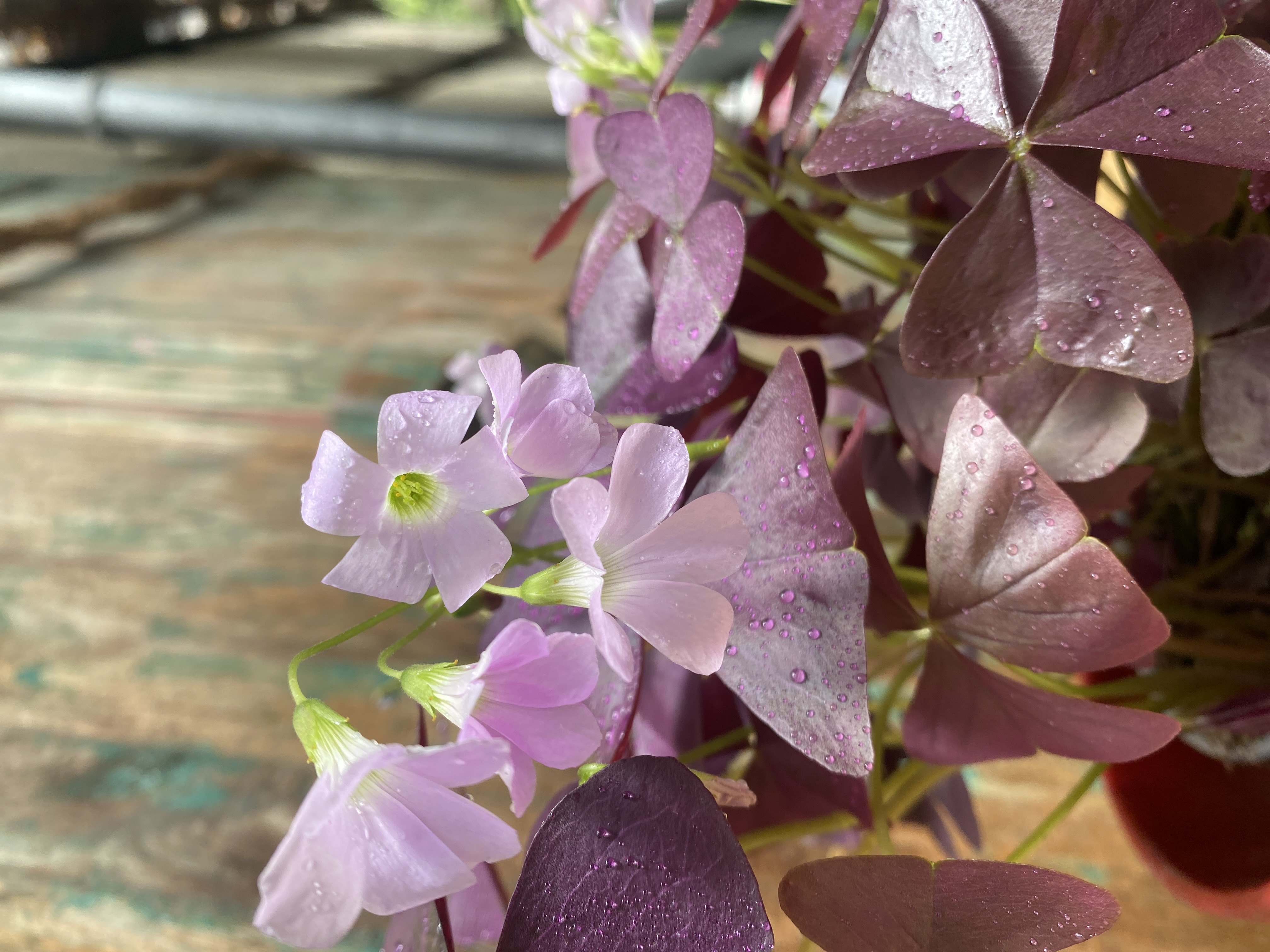 Roter Klee "Oxalis triangularis"