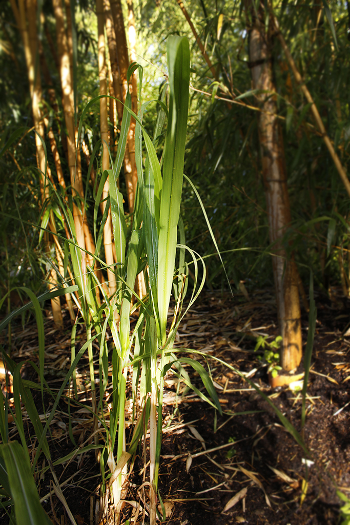 Riesenschilf - Triarrhena lutarioriparia