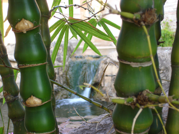 bambusa-ventricosa-bambushalme-bambuswald50e59964f0e9f