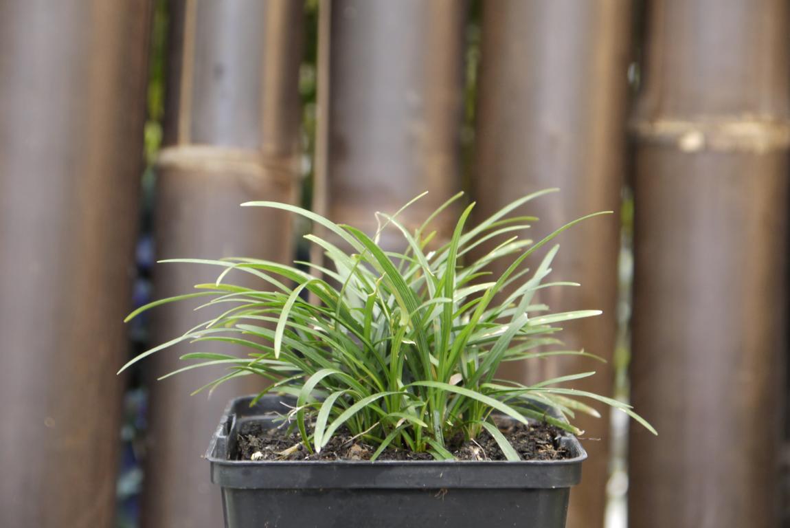 ophiopogon-japonicus-minor-schlangenbart-bambuswald1 Kleiner Schlangenbart 'minor', Ophiopogon japonicus 'minor'
