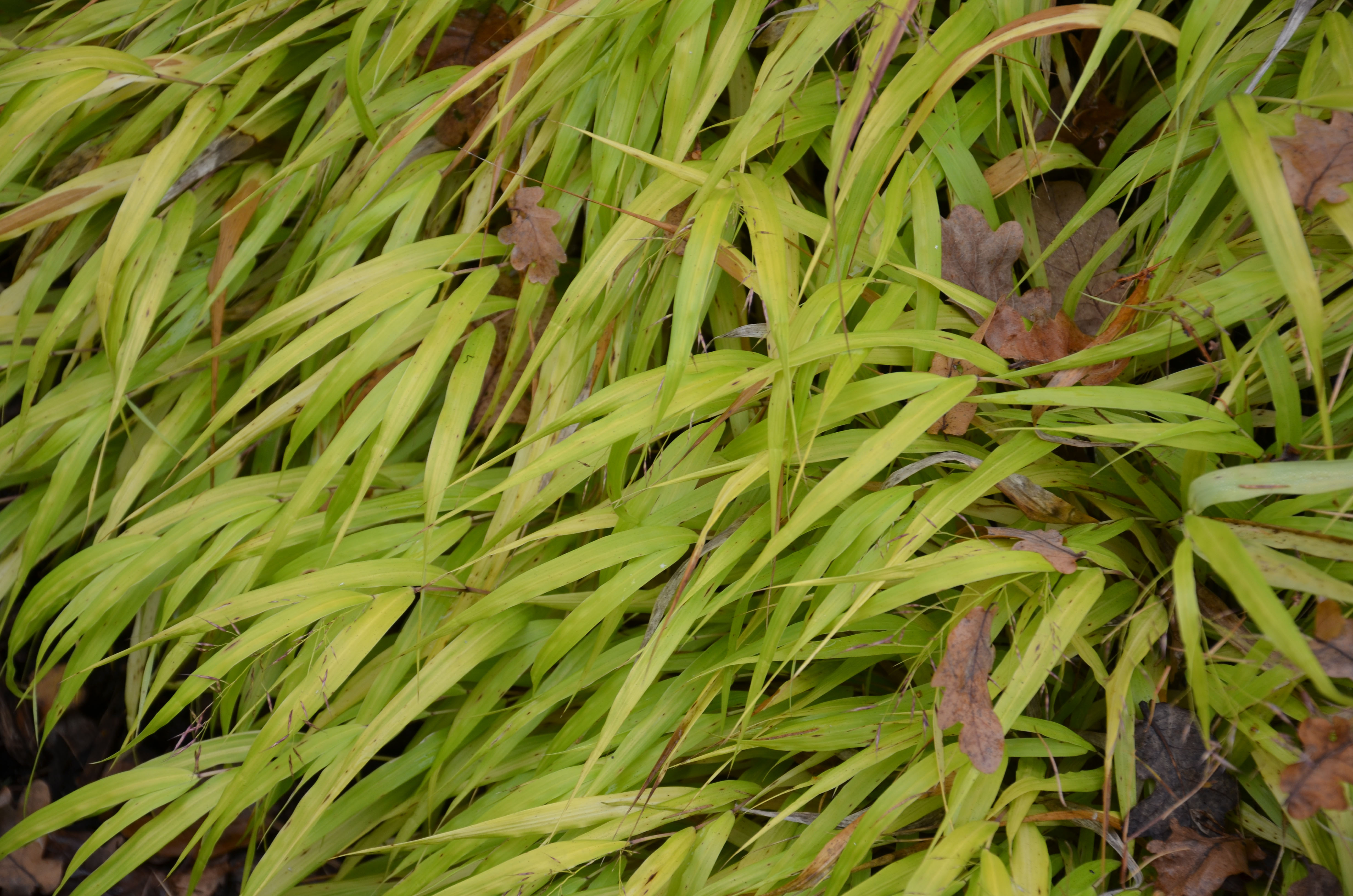 hmmallgold7 Japangras, Hakonechloa macra in Sorten