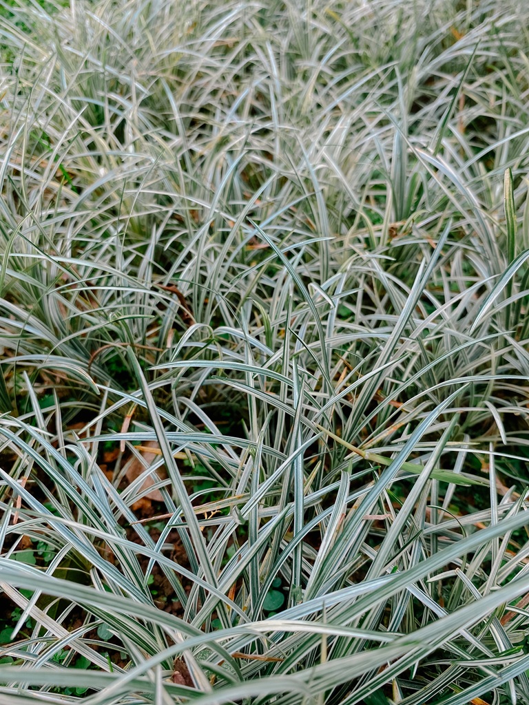 Gestreiftes Schlangenbart, Ophiopogon japonicus ‘Variegata’ – Silver Mist Gestreiftes Schlangenbart, Ophiopogon japonicus ‘Variegata’ – Silver Mist