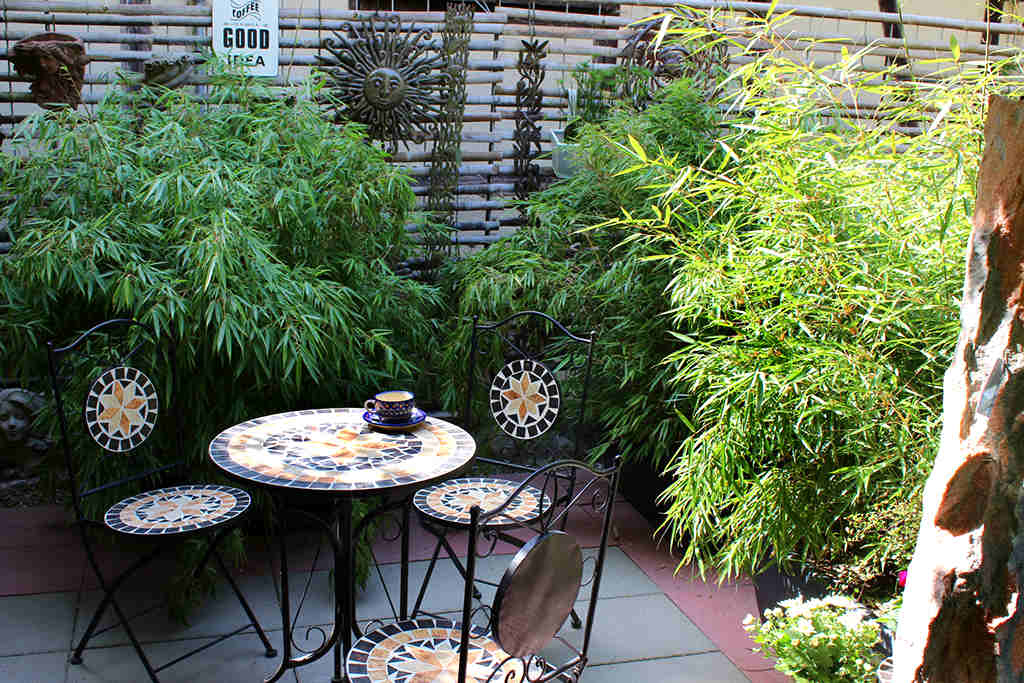 Bambuspflanzen als Sichtschutz für Terrasse und Balkon