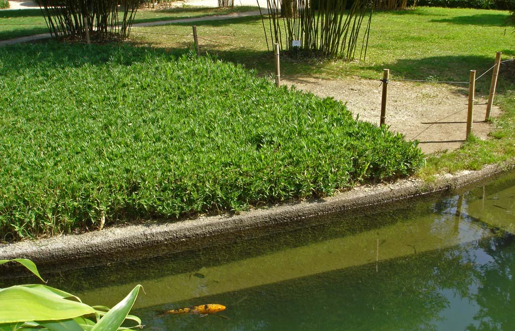 la-bambuserei-pleioblastus-pygmaeus-200550e6c9505d45a Zwergbambus Pleioblastus pygmaeus