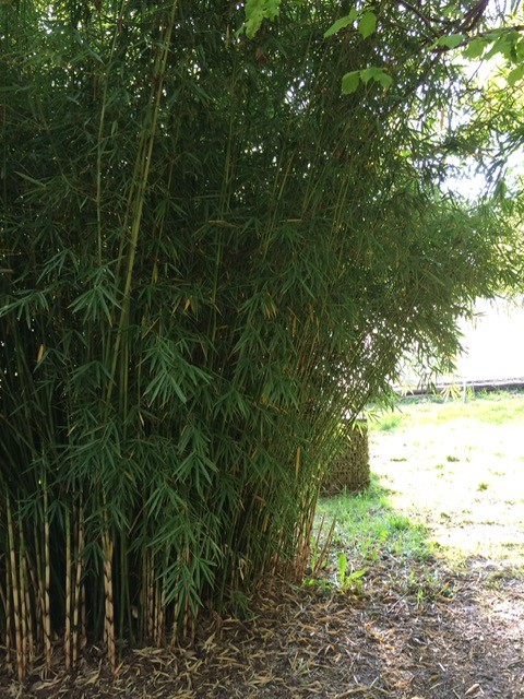 Robusta-Campbell Fargesia Robusta Campbell - Zebrabambus