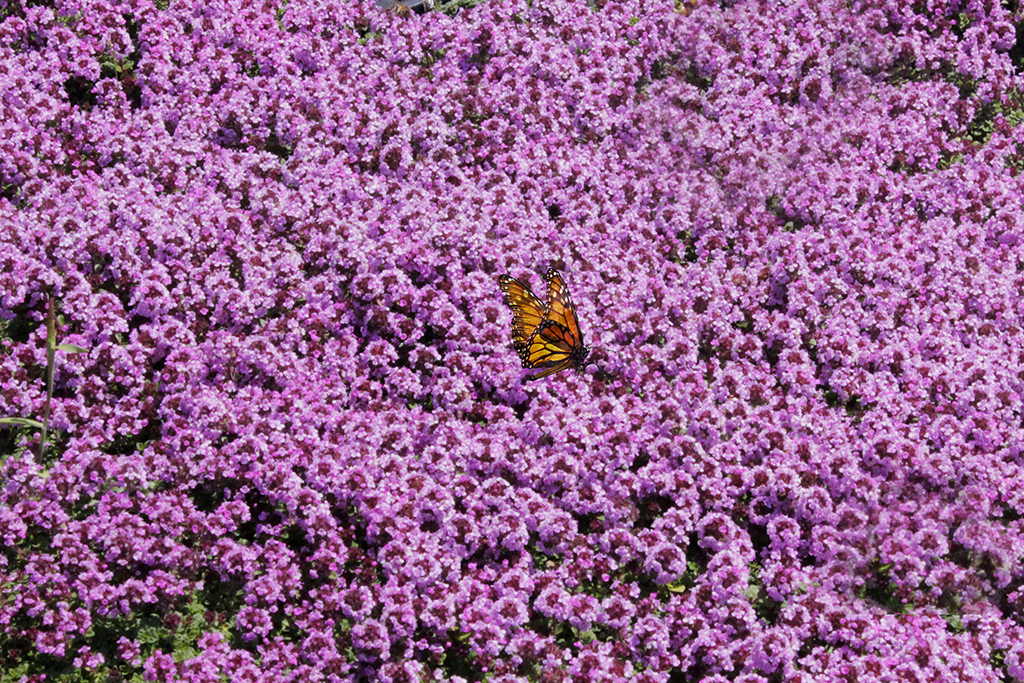 Rosenthymian, Thymus vulgaris  `Caborn Wine & Roses`