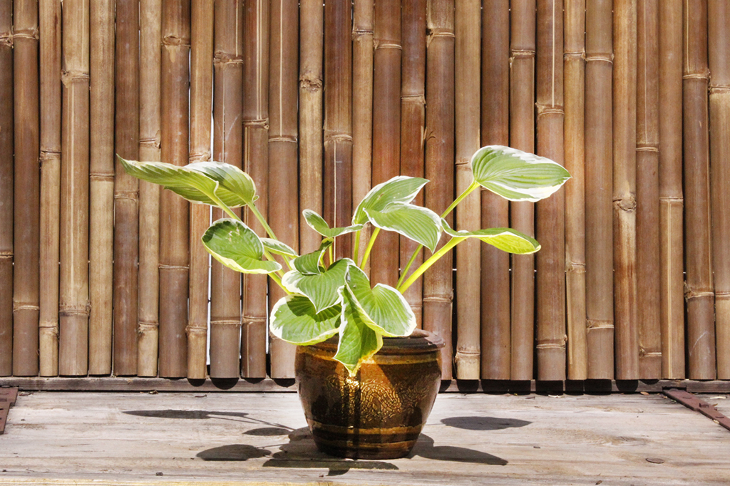 Francee_MG_0005 Weißrand-Funkie, Hosta Hybride Francee