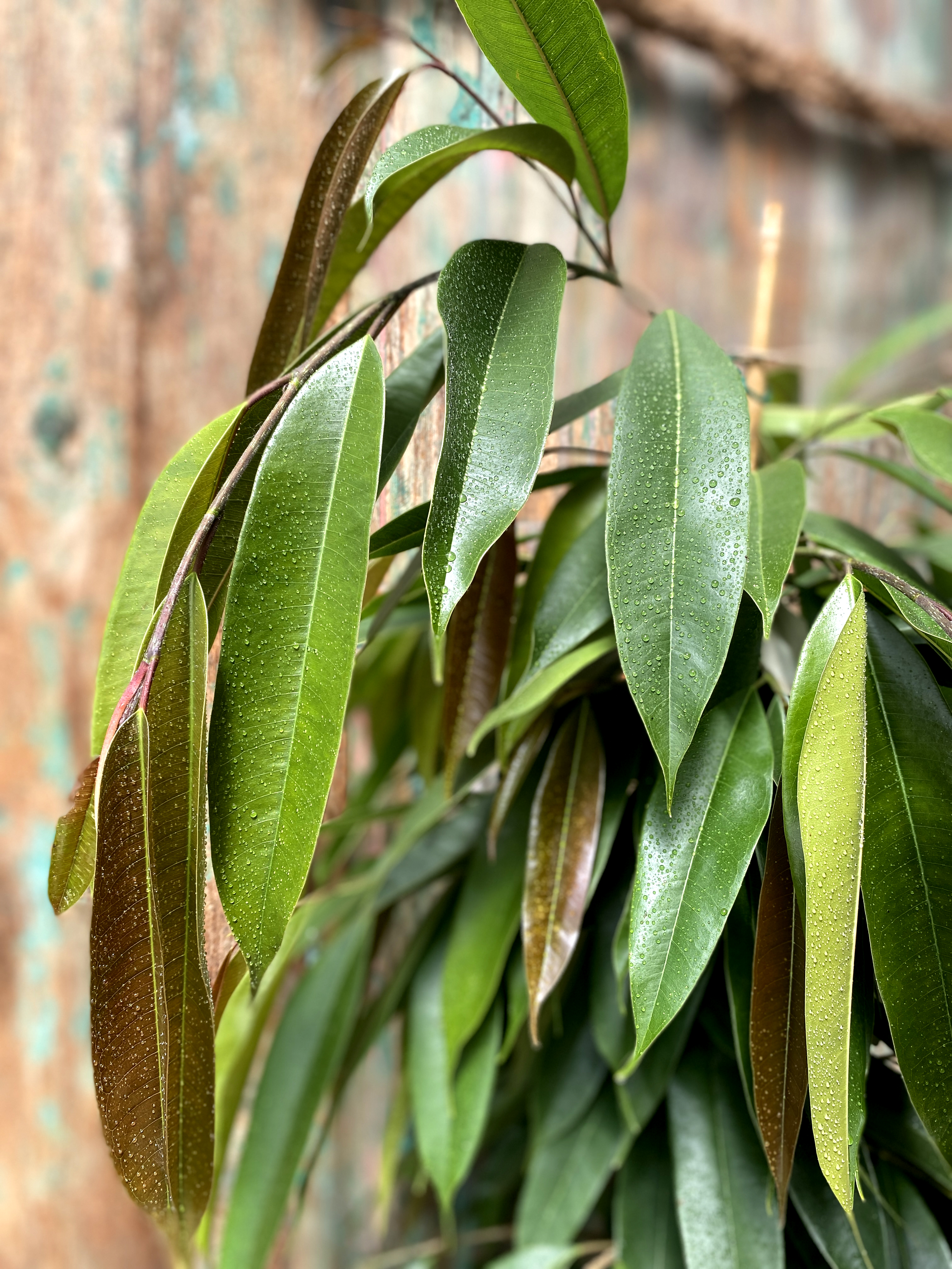Ficus langifolia