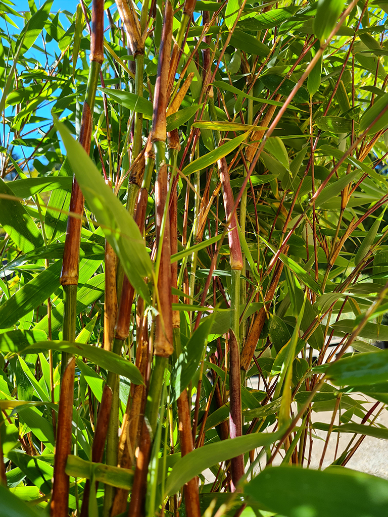 watcher7 Fargesia Watcher of the Skies