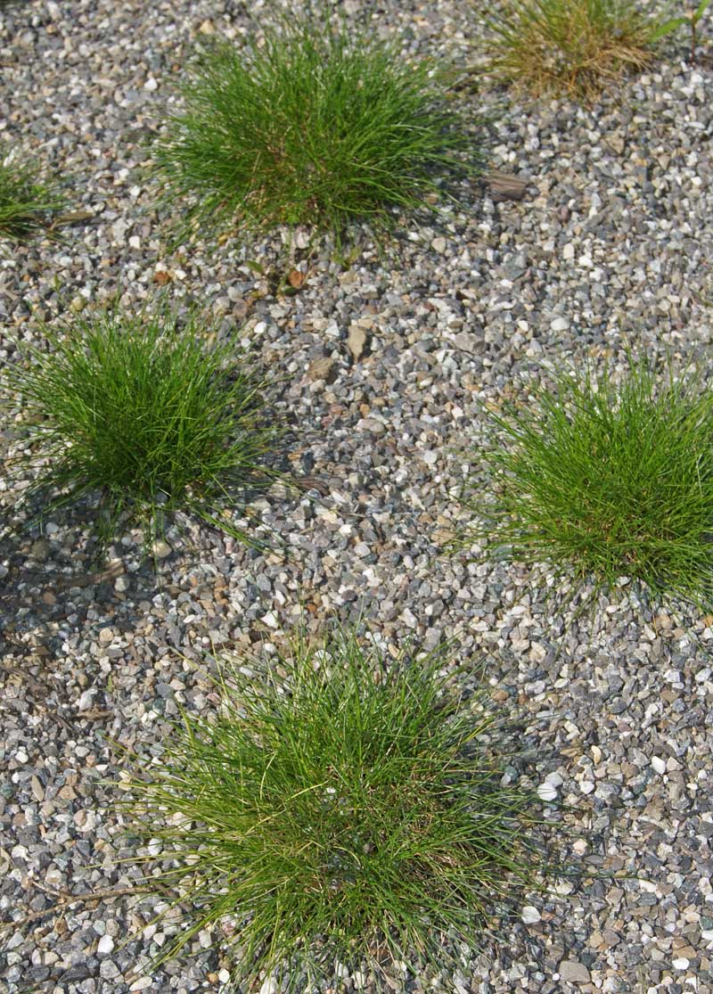 festuca-scoparia-baerenfellschwingel-bambuswald3 Bärenfell-Schwingel, Festuca gauteri (scoparia)