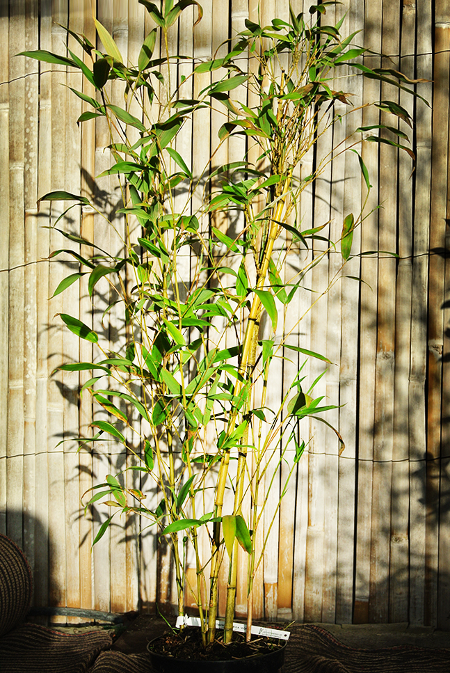 Phyllostachys-Aurea-Koi4 Koi Goldrohr Bambus , Phyllostachys aurea Koi