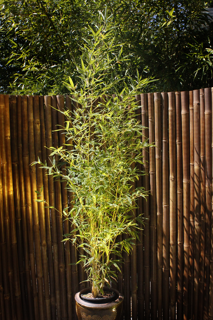 Phyllostachys-aurea-koi Koi Goldrohr Bambus , Phyllostachys aurea Koi
