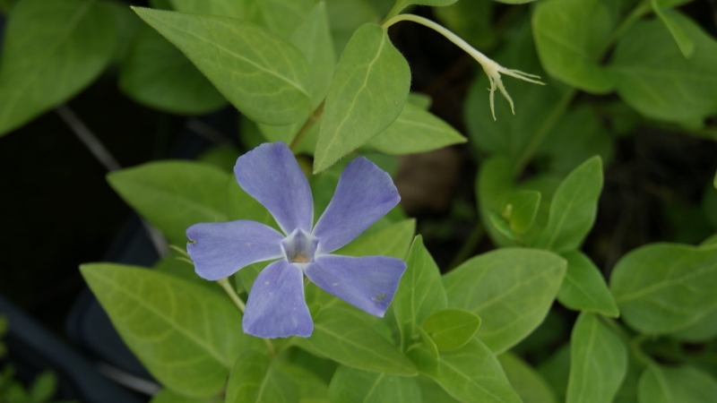 Vinca-minor Kleines Immergrün, Vinca minor