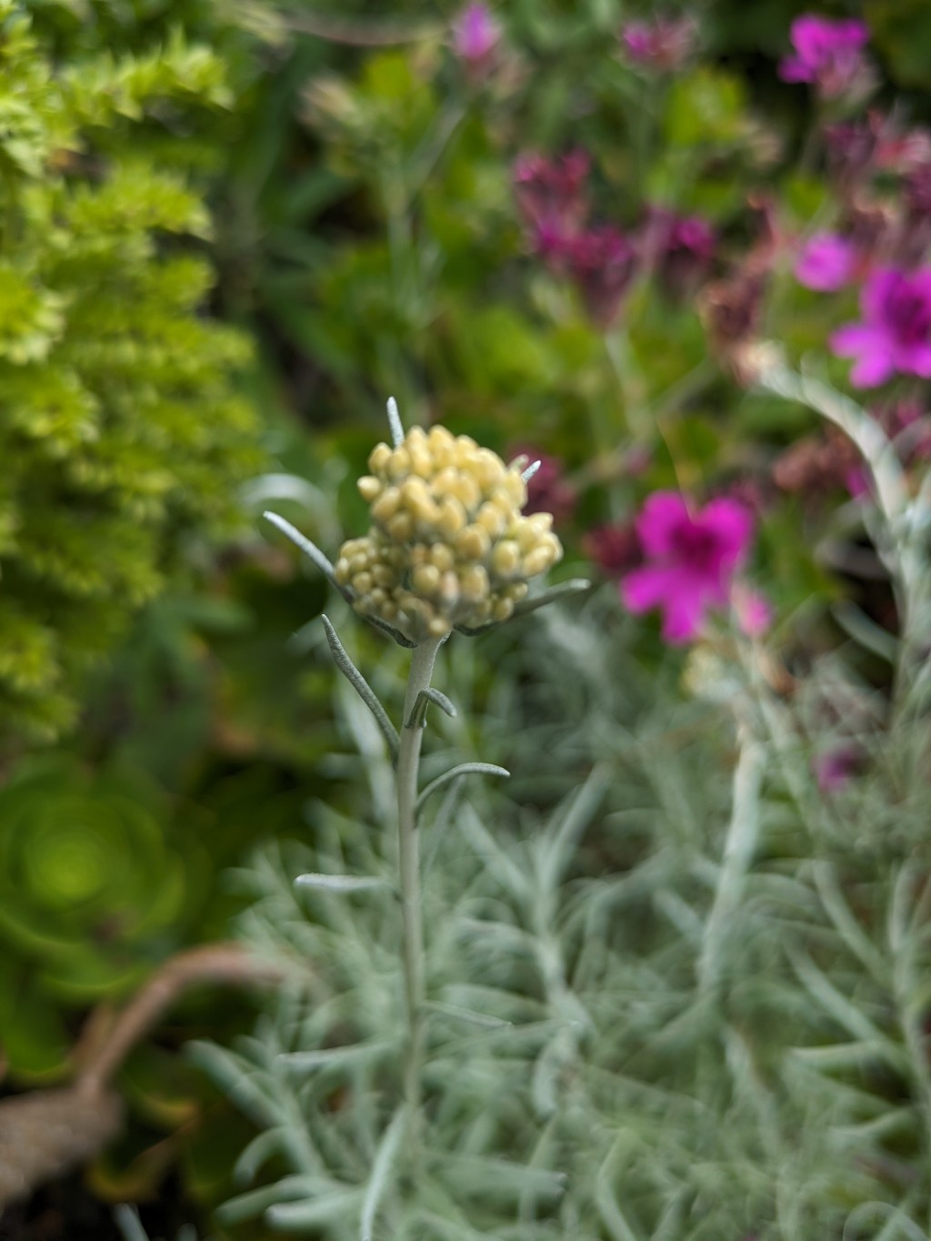 Helichrysum Currykraut, Helichrysum italicum