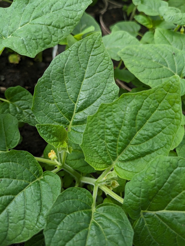 Physalis2PTD4VbCQhR3KM Physalis alkekengi- Riesenlampionblume