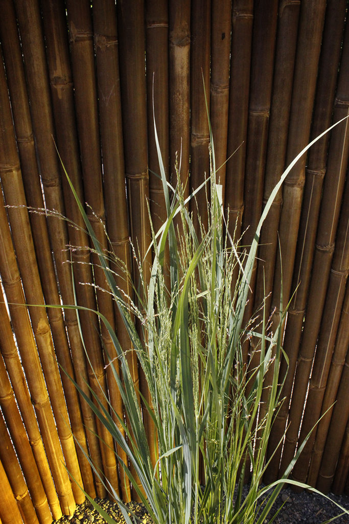 panicum-nordwind3 Riesen Rutenhirse, Panicum virgatum Nordwind