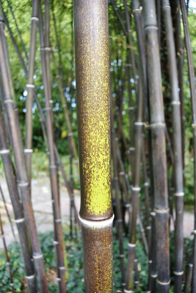 Nigra-Halm Schwarzer Bambus, Phyllostachys nigra