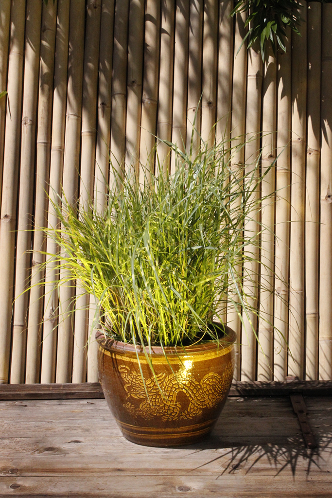 Zwerg - Zebragras, Miscanthus sinensis Little Zebra