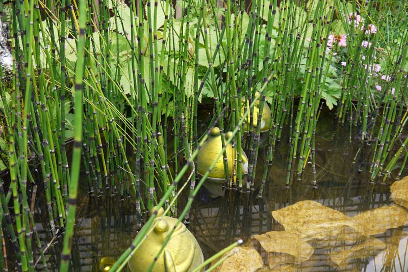 equisetum-hyemale-var-robustum-riesenschachtelhalm-p1050329 Riesenschachtelhalm, Equisetum hyemale var. robustum
