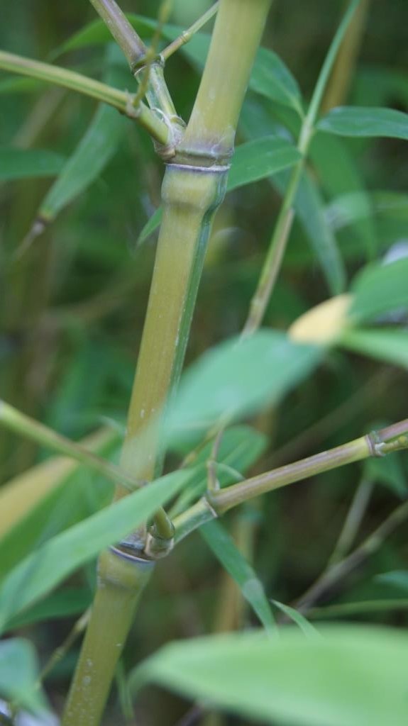 phyl-aurea-koi-4 Koi Goldrohr Bambus , Phyllostachys aurea Koi