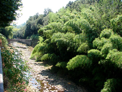 phyllostachys-aurea-bambuswald-7 Goldrohr Bambus, Phyllostachys aurea