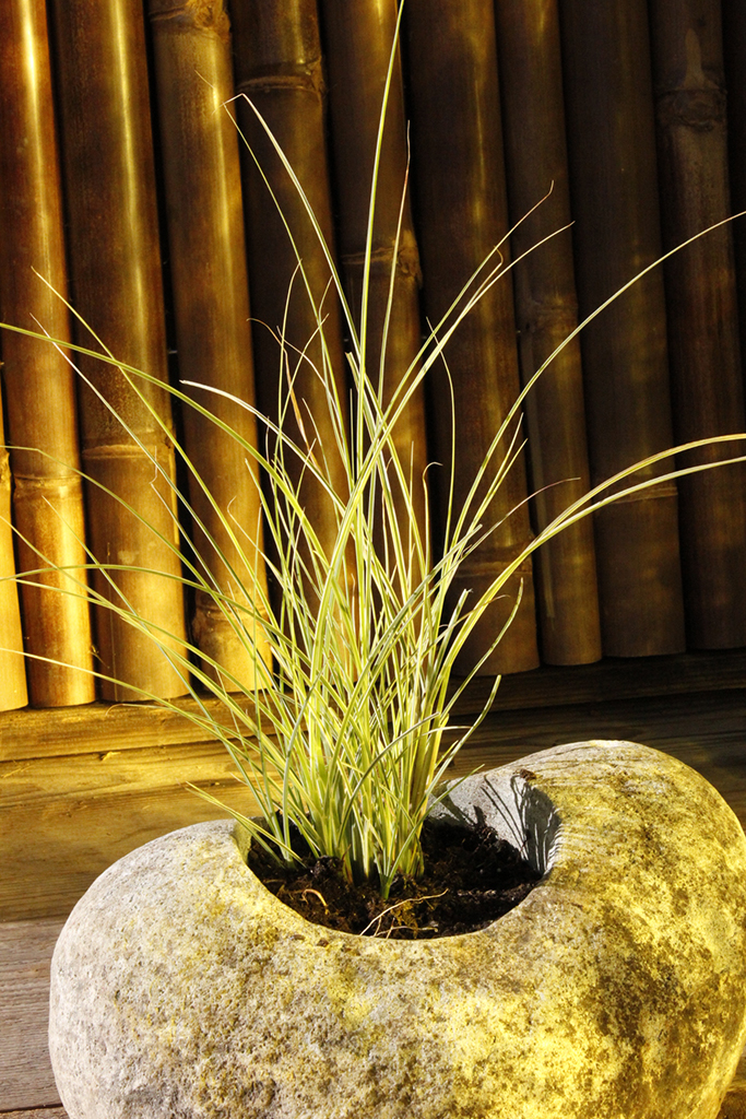 _MG_0204 Chinaschilf, Miscanthus sinensis Morning Light