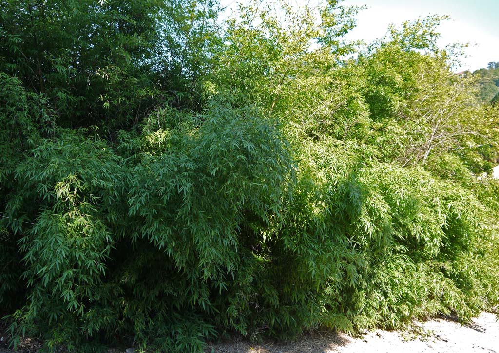 phyllostachys-nigra-hecke-2012-09-wieder-gruen02 Schwarzer Bambus, Phyllostachys nigra