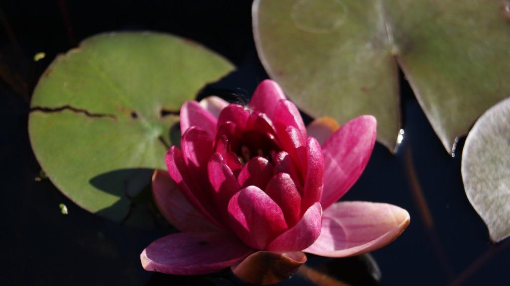 nymphaea-seerose-rotbl-hend Nymphaea x cult.Froebeli, rote Zwergseerose