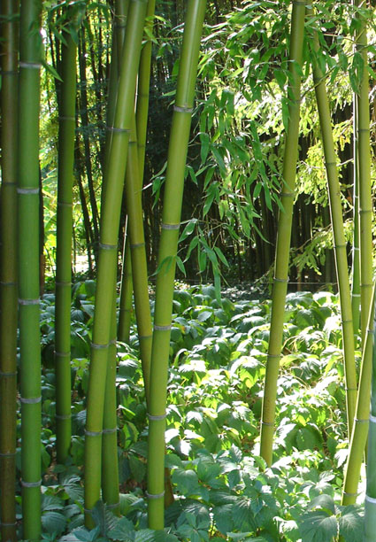 phyllostachys-decora-bamuswald-4