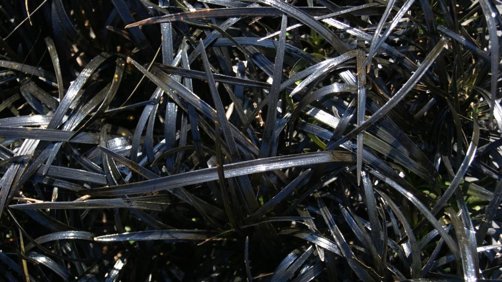 ophiopogon Schwarzer Schlangenbart, Ophiopogon planiscapus nigrescens