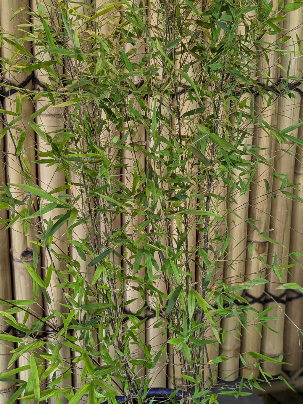 Gartenbambus, Fargesia Nitida Fopey