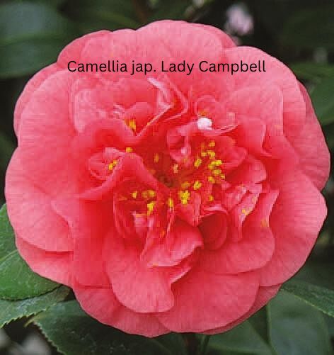 Camellia japonica rot, Kamelien mit roten Blüten Camellia japonica rot, Kamelien mit roten Blüten