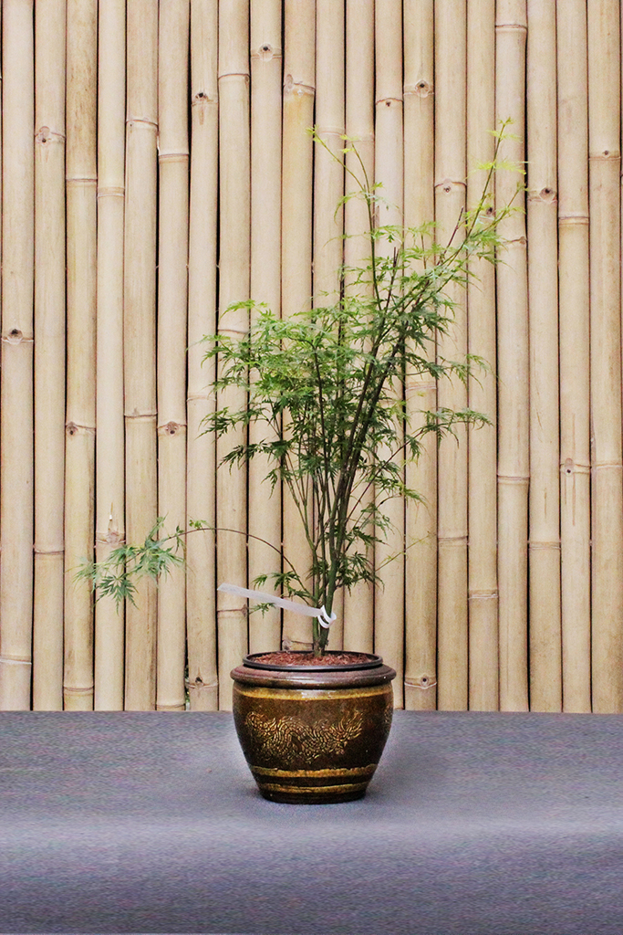 Acer-Palmatum-Seiryu Japanischer Fächerahorn - Acer palmatum