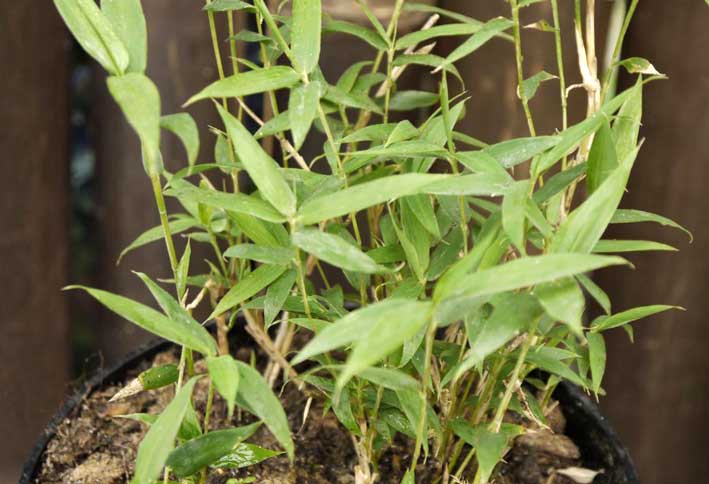 pleioblastus-pygmaeus-bambuswald-3 Zwergbambus Pleioblastus pygmaeus