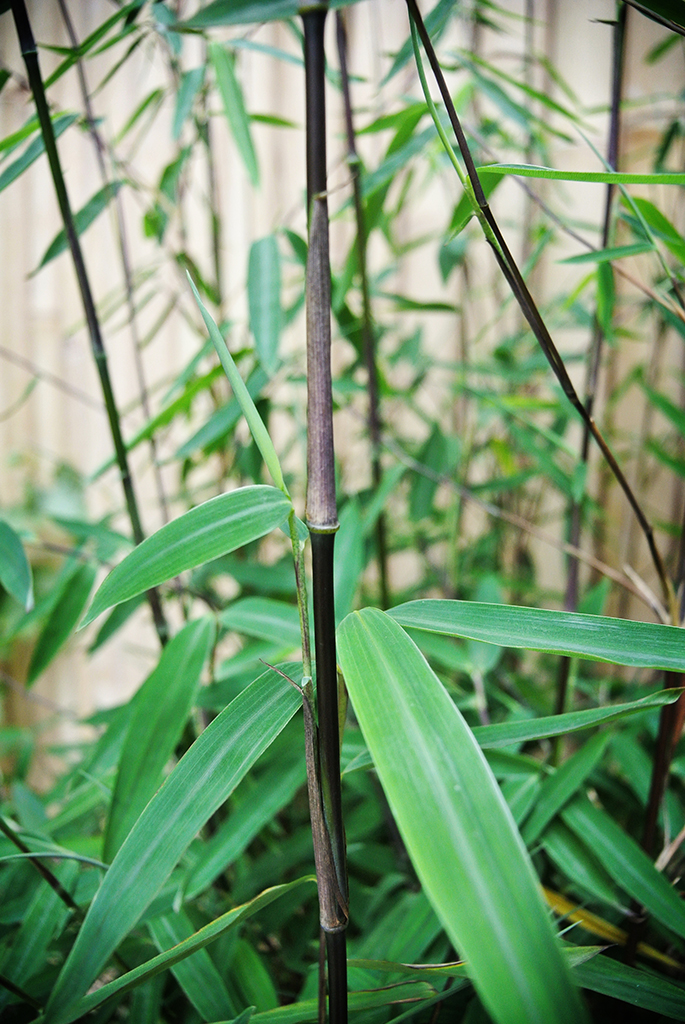 BlackCherry-D5 Black Cherry Bambus, Fargesia spez. Jiuzhaigou 4