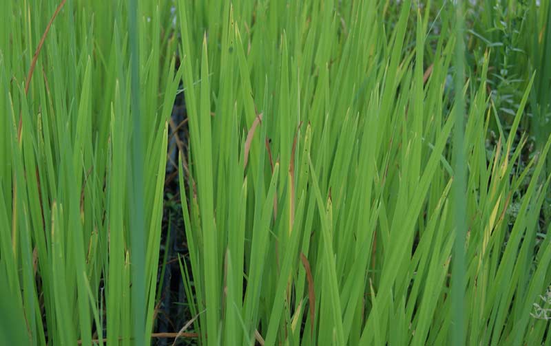 acorus-calamus-kalmus-bambuswald1 Acorus calamus, Kalmus