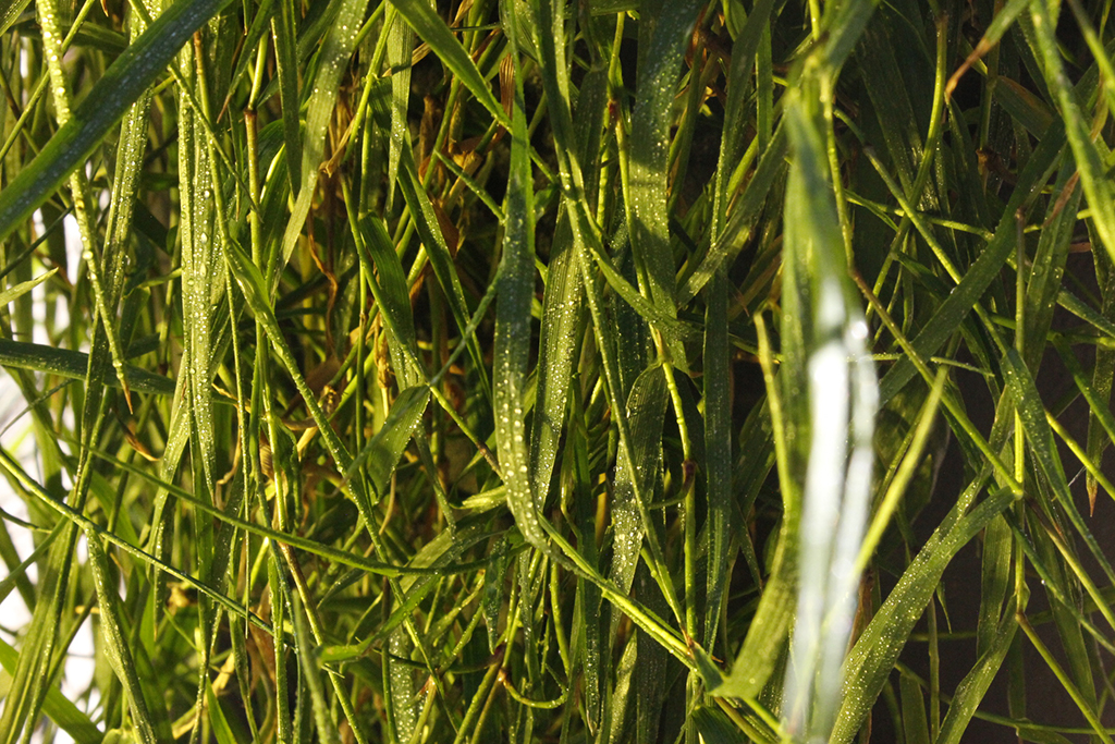 Hänge-Bambus, Agrostis stolonifera