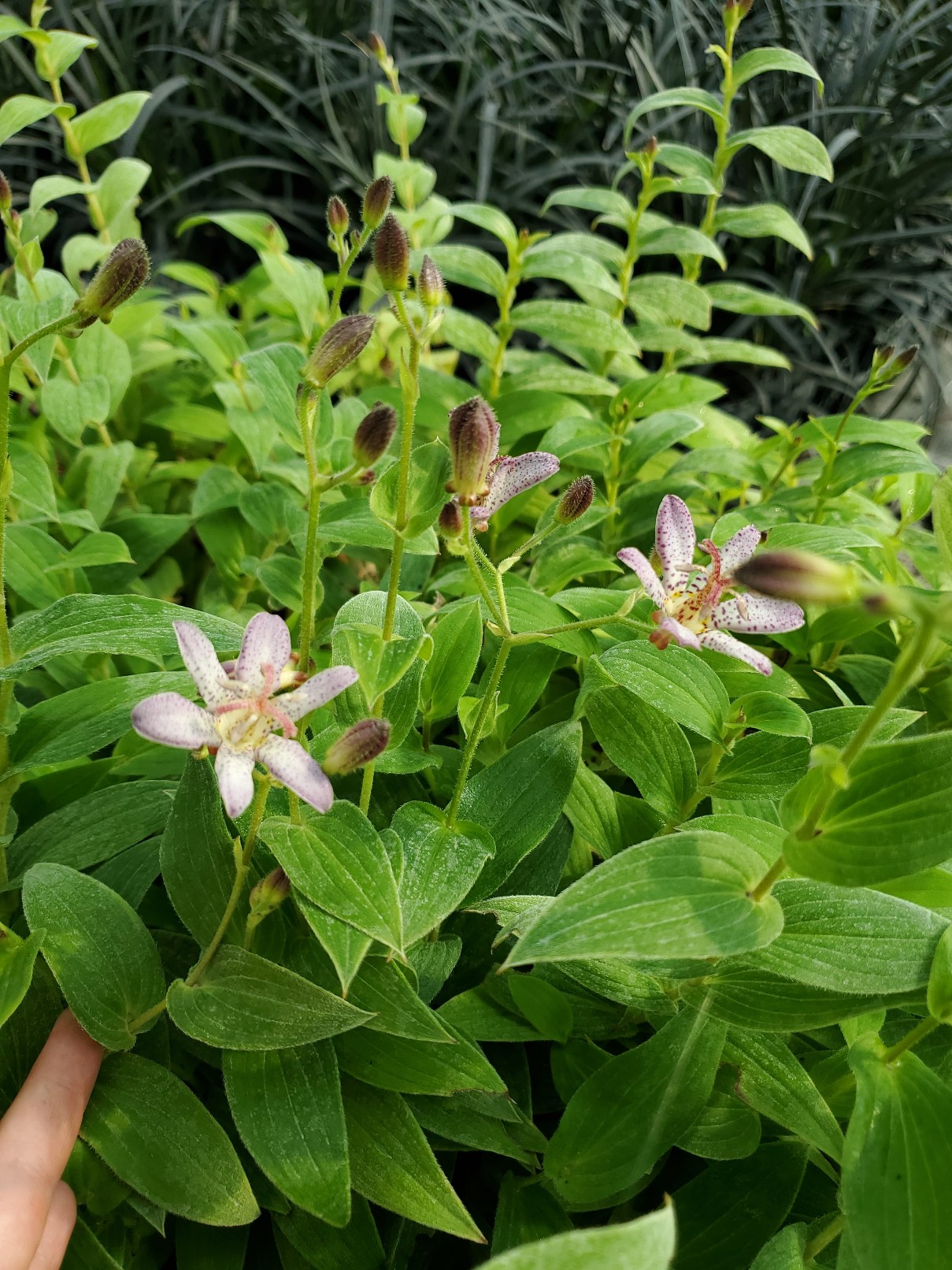 Krötenlilie, Tricyrtis formosana -Pink Freckles-